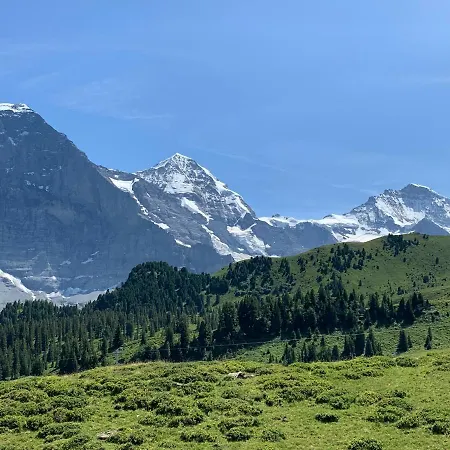 Fluehblueemli